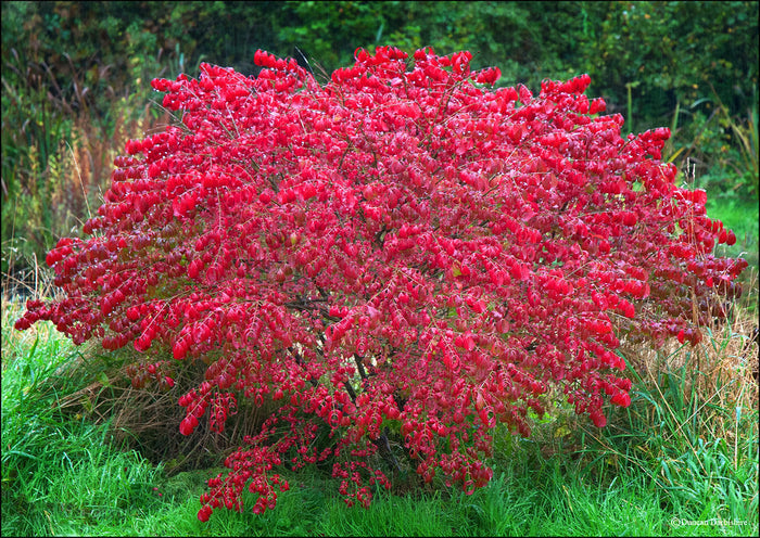 Burning Bush   10 Seeds   Euonymus alatus