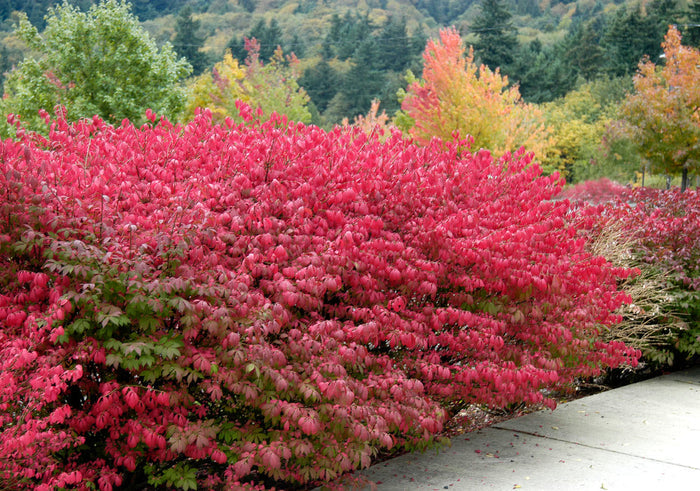 Burning Bush   10 Seeds   Euonymus alatus