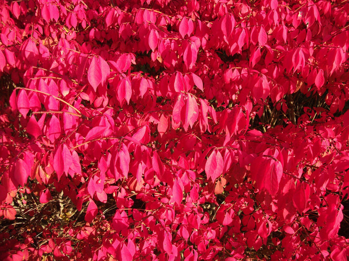 Burning Bush   10 Seeds   Euonymus alatus