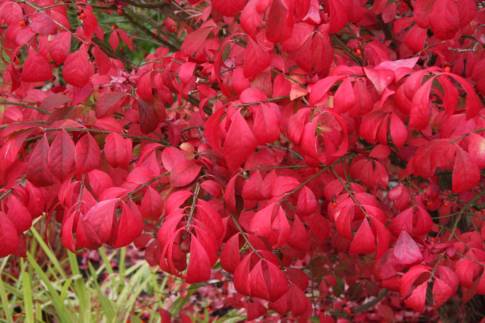Burning Bush   10 Seeds   Euonymus alatus