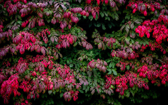 Burning Bush   10 Seeds   Euonymus alatus