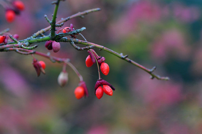 Burning Bush   10 Seeds   Euonymus alatus
