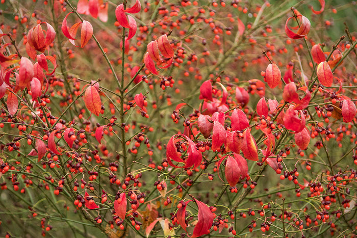 Burning Bush   10 Seeds   Euonymus alatus