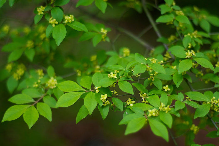 Burning Bush   10 Seeds   Euonymus alatus