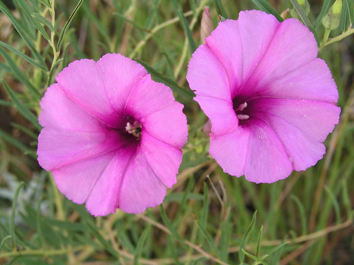 Bush Morning Glory   10 Seeds   Ipomoea leptophylla