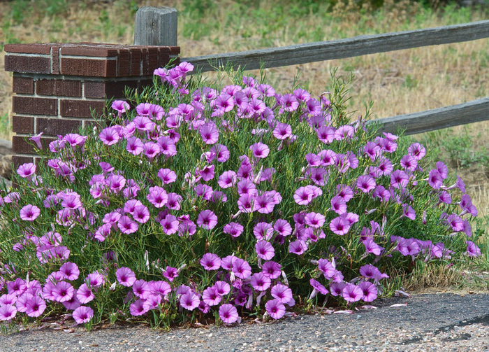 Bush Morning Glory   10 Seeds   Ipomoea leptophylla