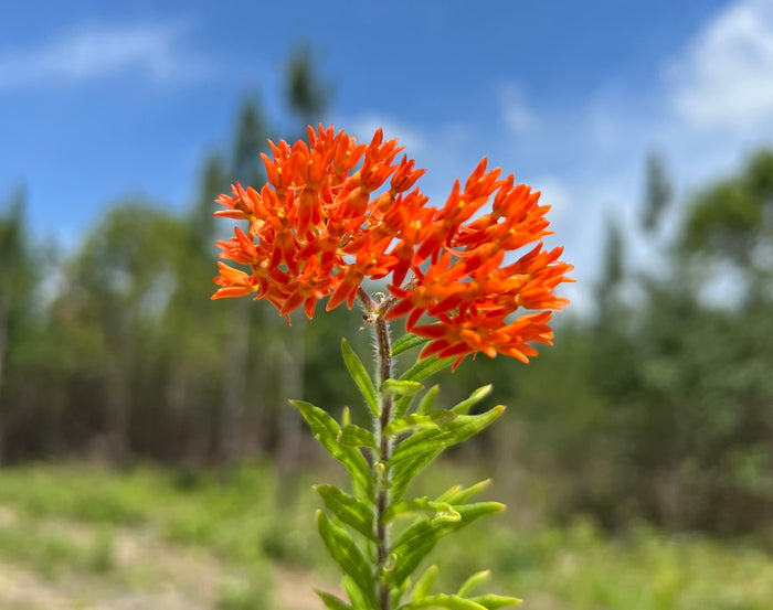 Butterfly Weed  100 Seeds  Asclepias tuberosa