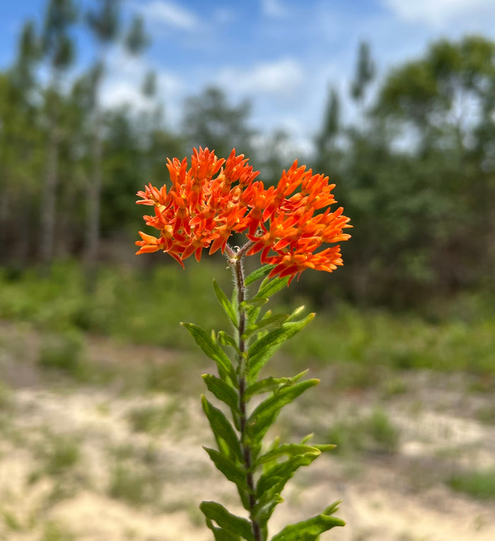 Butterfly Weed  100 Seeds  Asclepias tuberosa