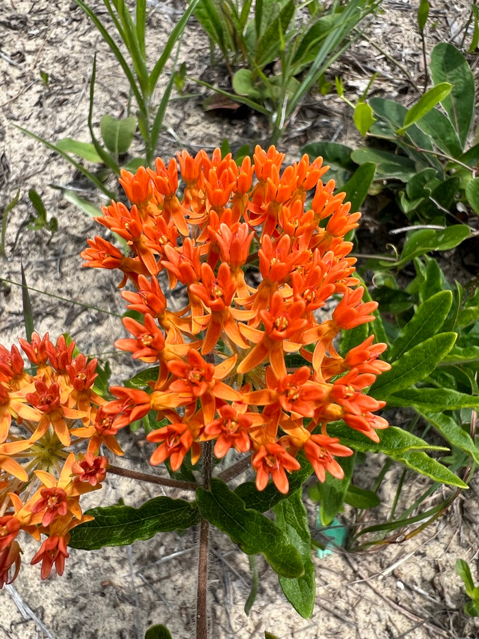 Butterfly Weed  100 Seeds  Asclepias tuberosa