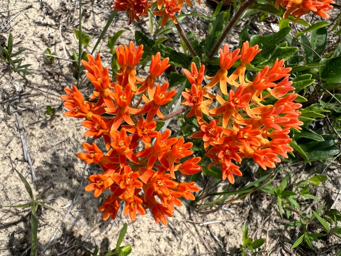 Butterfly Weed  100 Seeds  Asclepias tuberosa