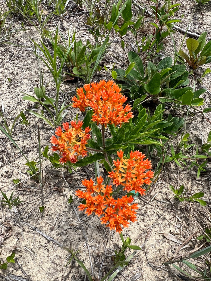 Butterfly Weed  100 Seeds  Asclepias tuberosa