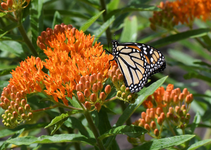 Butterfly Weed  100 Seeds  Asclepias tuberosa