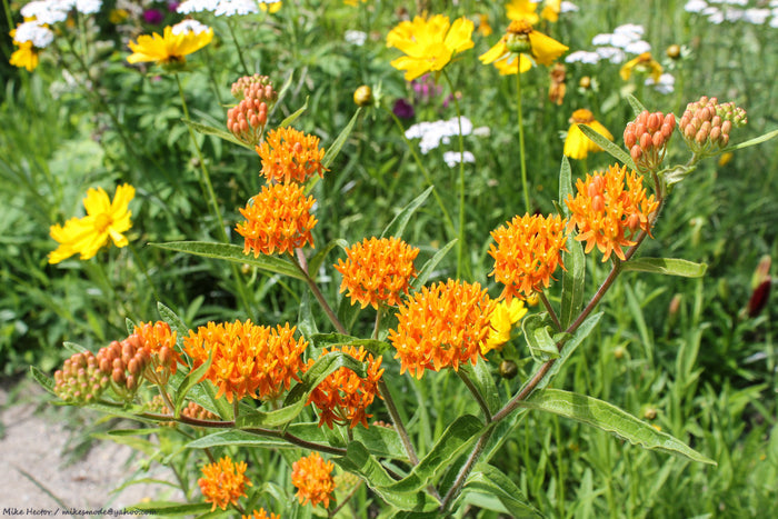 Butterfly Weed  100 Seeds  Asclepias tuberosa