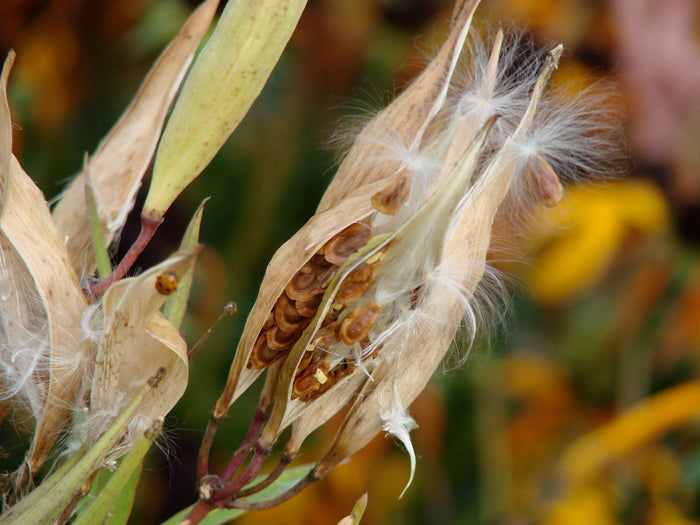 Butterfly Weed  100 Seeds  Asclepias tuberosa
