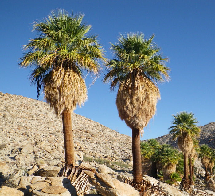 California Fan Palm   100 Seeds   Washingtonia filifera