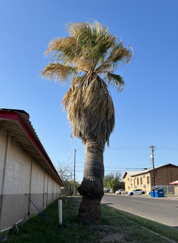 California Fan Palm   100 Seeds   Washingtonia filifera