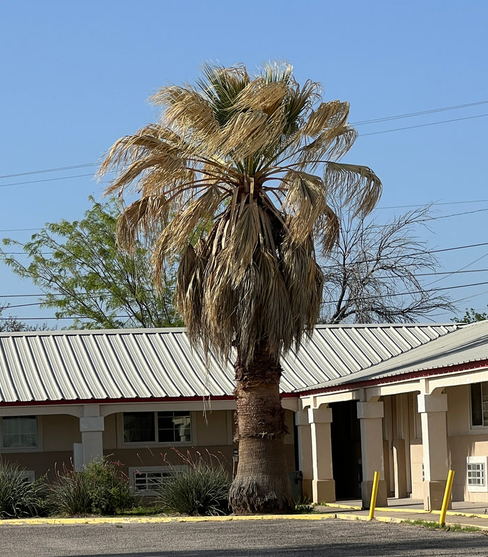 California Fan Palm   100 Seeds   Washingtonia filifera