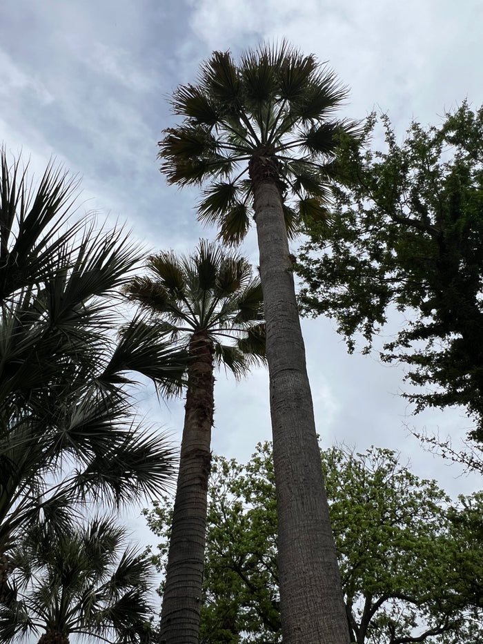 California Fan Palm   100 Seeds   Washingtonia filifera