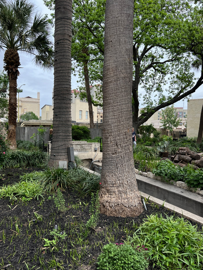 California Fan Palm   100 Seeds   Washingtonia filifera