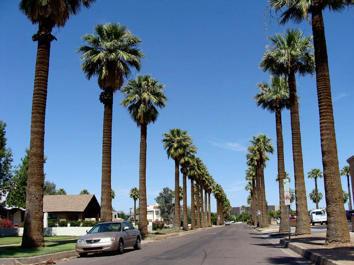 California Fan Palm   100 Seeds   Washingtonia filifera