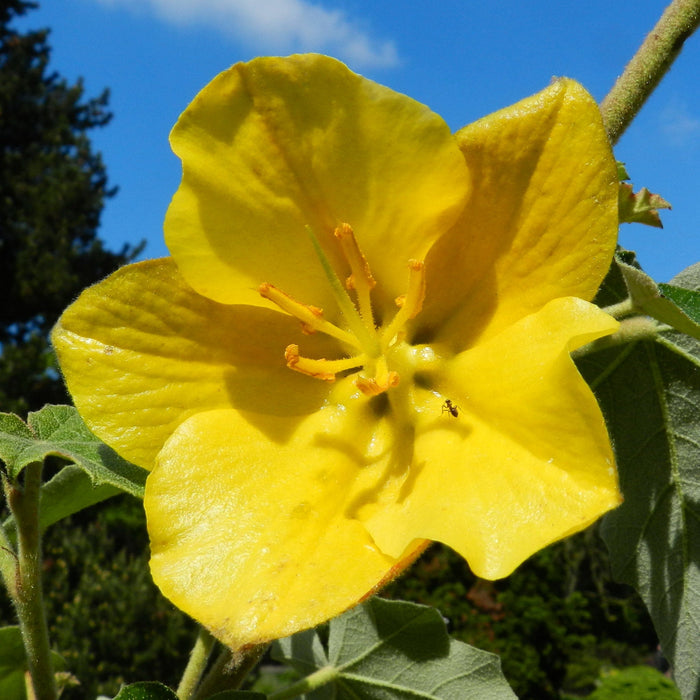 California Flannelbush  5 Seeds  Fremontodendron californicum