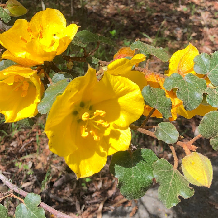 California Flannelbush  5 Seeds  Fremontodendron californicum