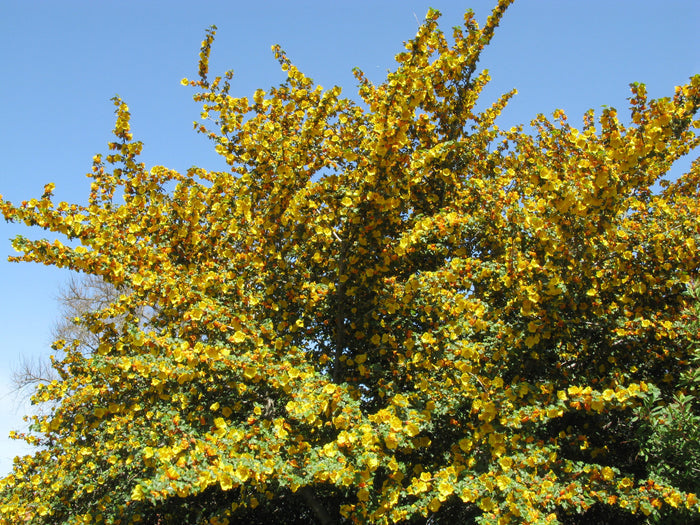 California Flannelbush  5 Seeds  Fremontodendron californicum