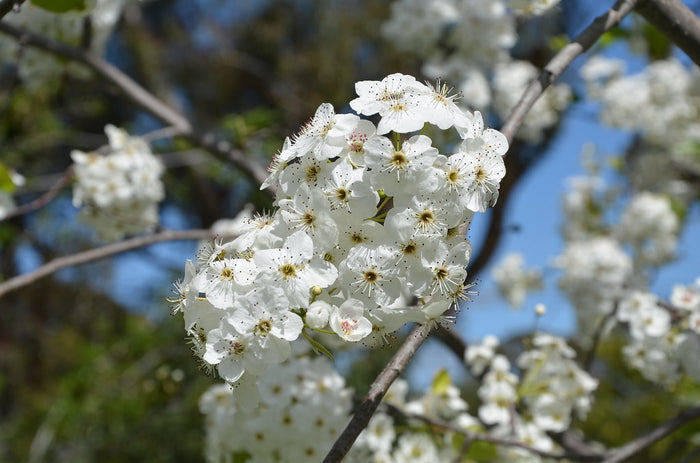 Callery Pear Pyrus calleryana 100 Seeds