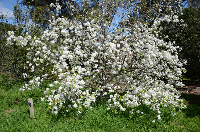 Callery Pear Pyrus calleryana 100 Seeds