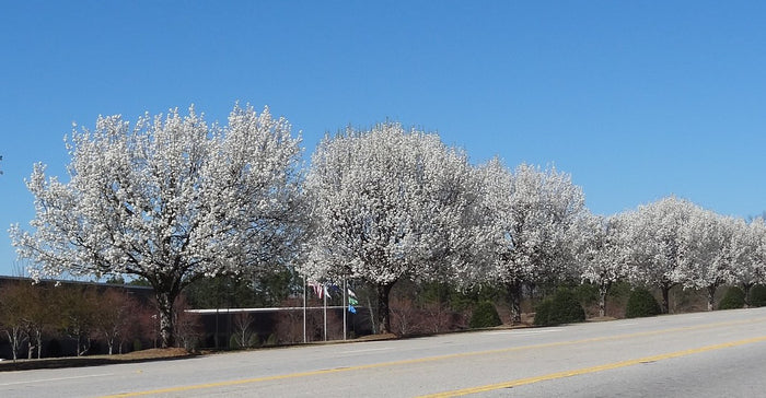 Callery Pear Pyrus calleryana 100 Seeds