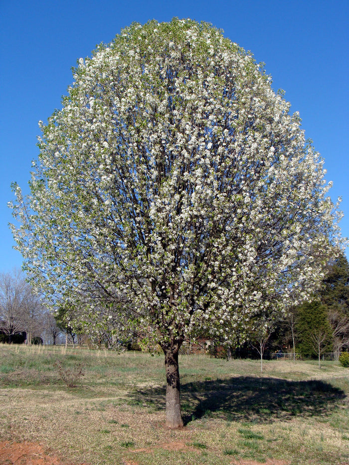 Callery Pear Pyrus calleryana 100 Seeds