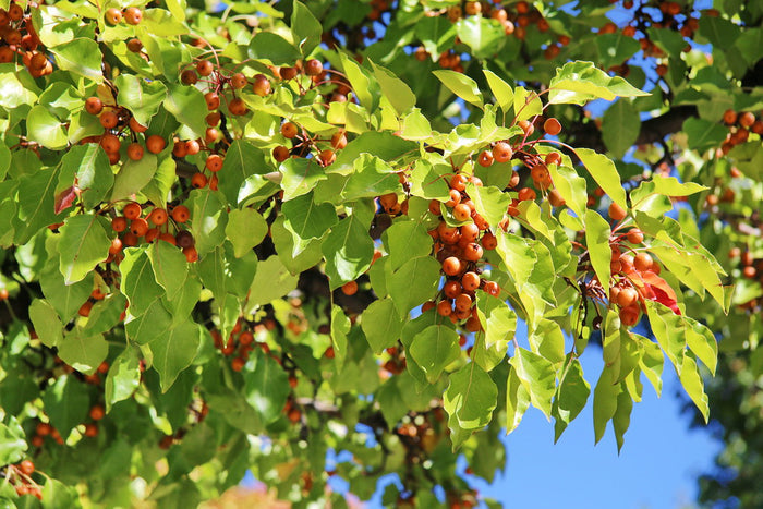 Callery Pear Pyrus calleryana 100 Seeds