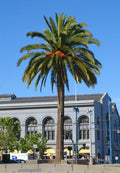 Canary Island Date Palm    10 Seeds   Phoenix canariensis