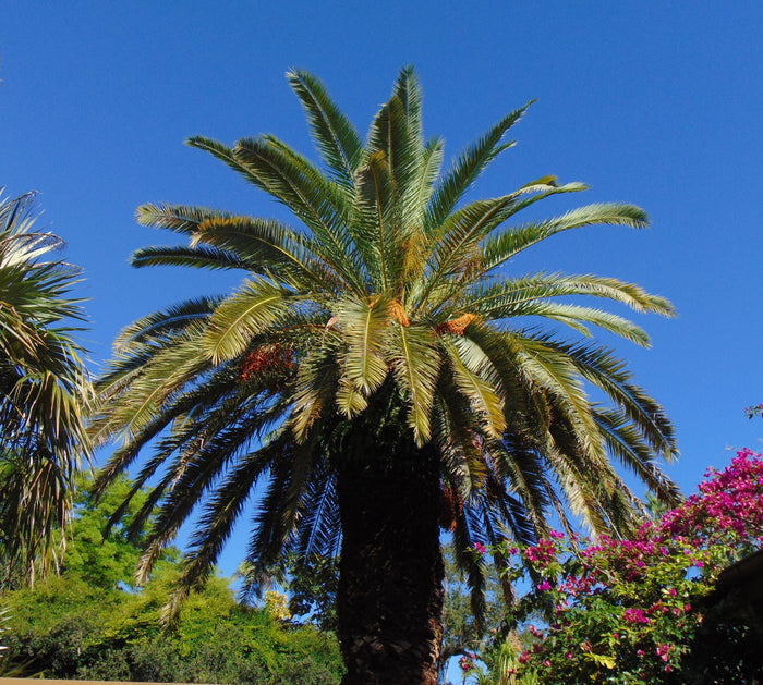 Canary Island Date Palm    10 Seeds   Phoenix canariensis