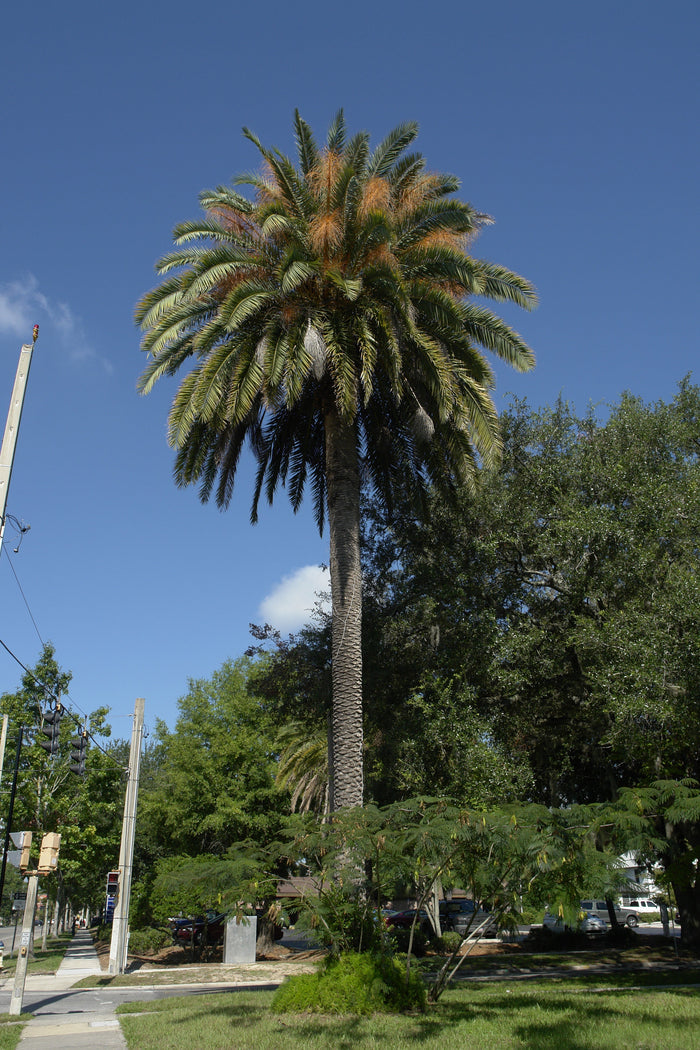 Canary Island Date Palm    10 Seeds   Phoenix canariensis