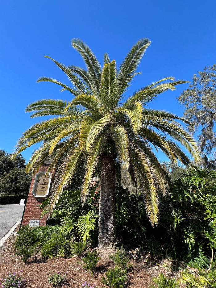 Canary Island Date Palm    10 Seeds   Phoenix canariensis