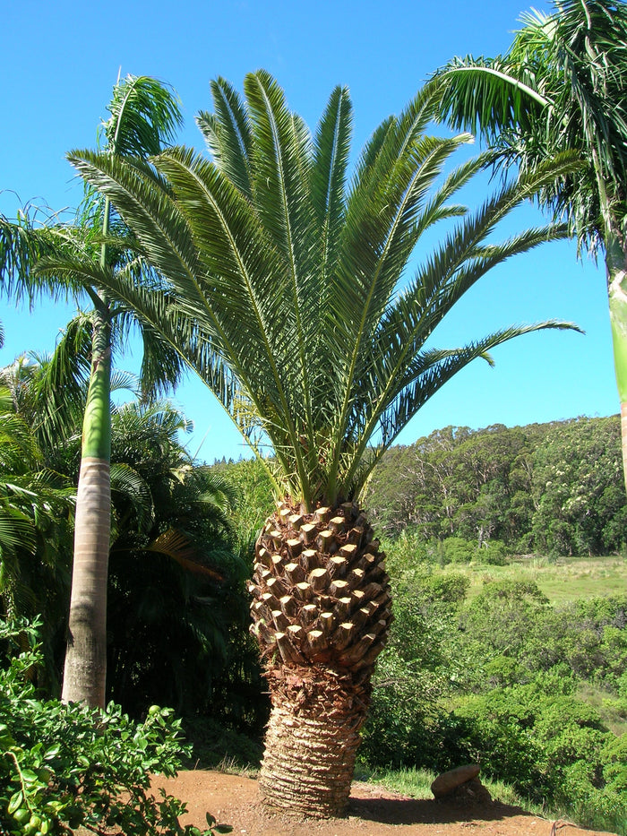Canary Island Date Palm    10 Seeds   Phoenix canariensis