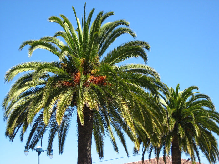 Canary Island Date Palm    10 Seeds   Phoenix canariensis