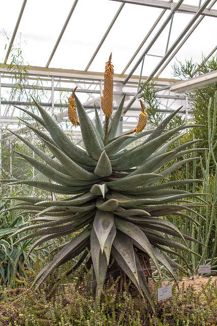 Cape Aloe  100 Seeds  Aloe ferox