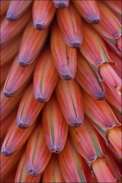 Cape Aloe  100 Seeds  Aloe ferox