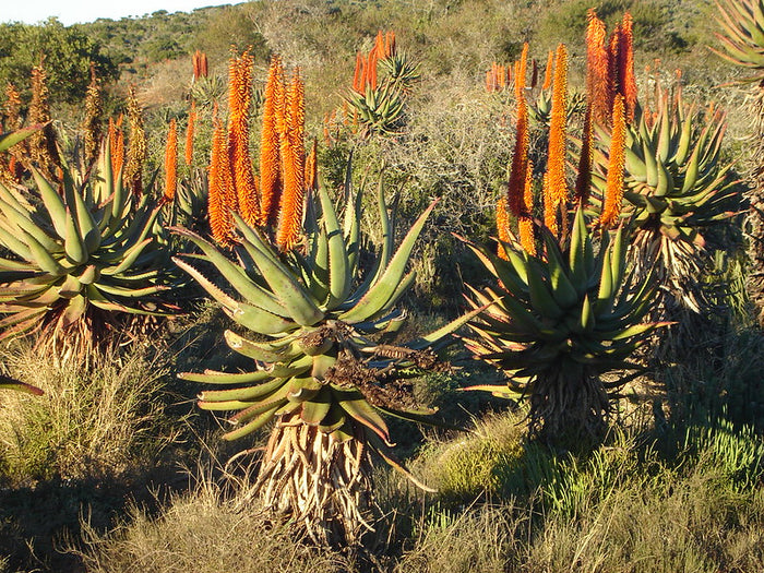 Cape Aloe  100 Seeds  Aloe ferox