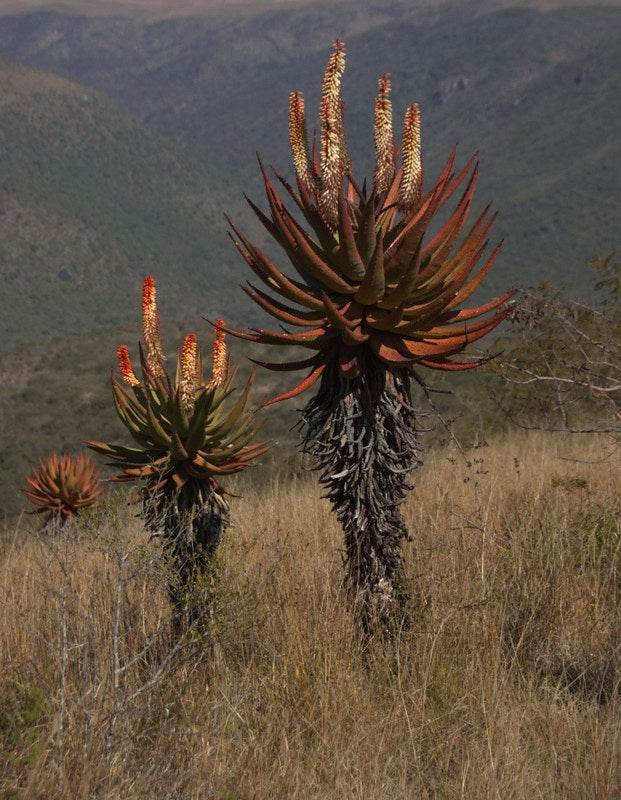 Cape Aloe  100 Seeds  Aloe ferox