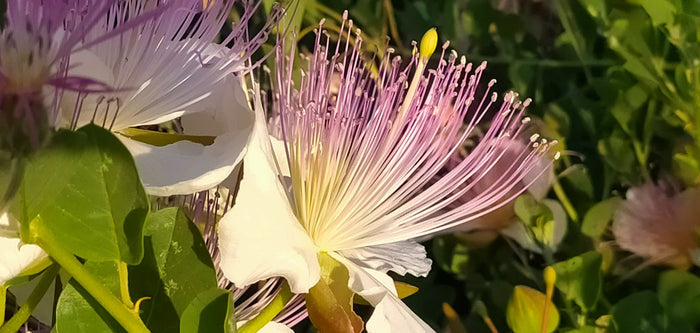 Caper Bush  20 Seeds  Capparis spinosa