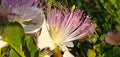 Caper Bush  20 Seeds  Capparis spinosa