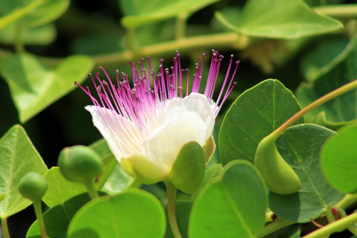 Caper Bush  20 Seeds  Capparis spinosa
