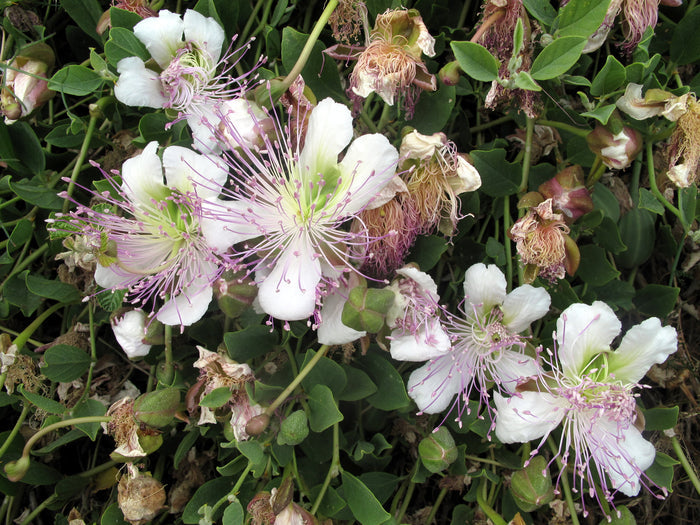 Caper Bush  20 Seeds  Capparis spinosa
