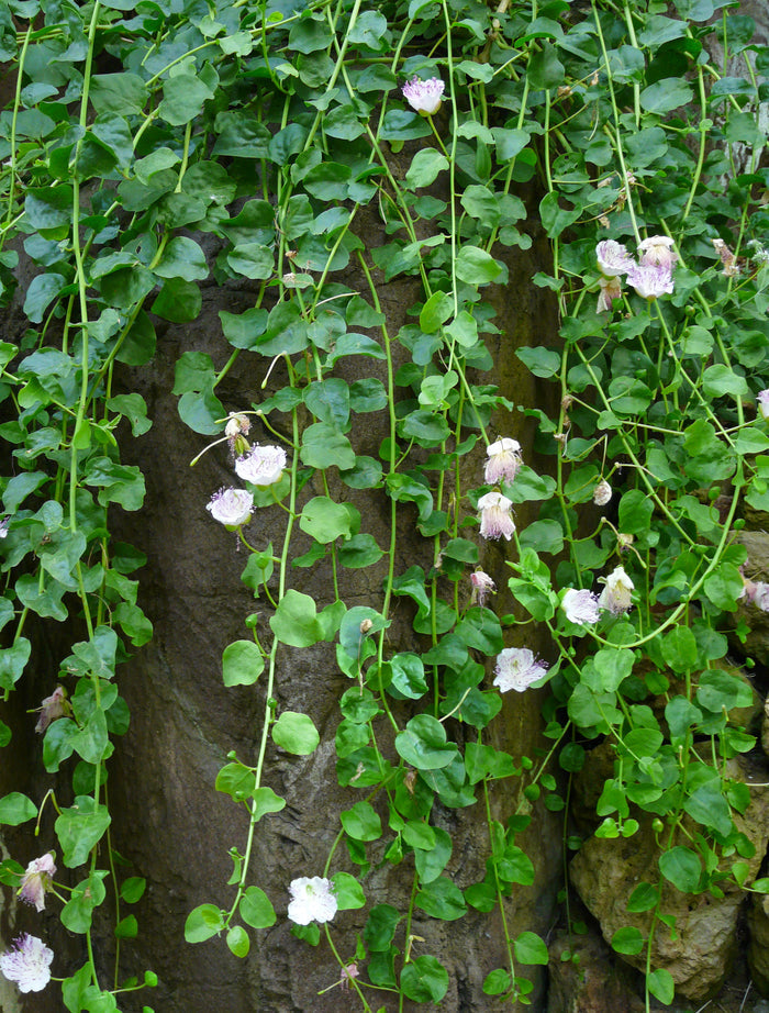 Caper Bush  20 Seeds  Capparis spinosa