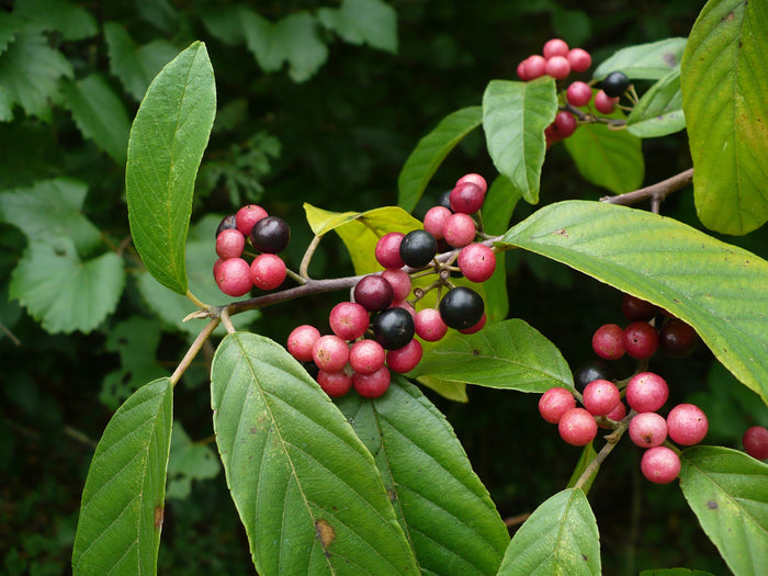 Carolina Buckthorn   20 Seeds   Rhamnus caroliniana