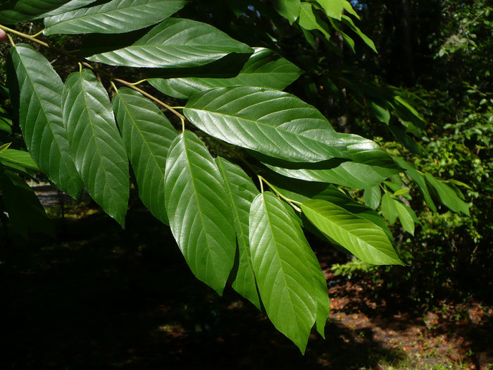 Carolina Buckthorn   20 Seeds   Rhamnus caroliniana