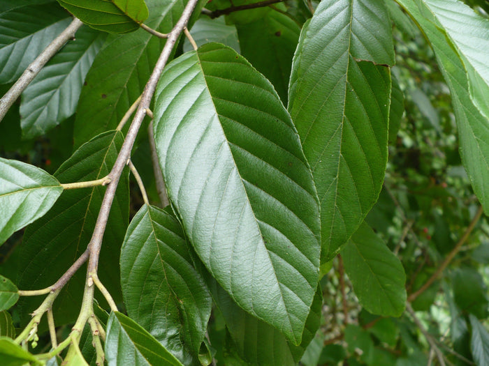 Carolina Buckthorn   20 Seeds   Rhamnus caroliniana